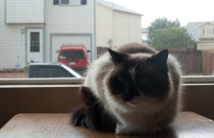 My Cat